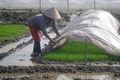 Đoài Phương: Không gieo mạ hoặc cấy vào những ngày rét đậm