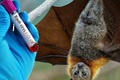 Bộ Y tế hỏa tốc yêu cầu siết chặt phòng dịch do virus Nipah