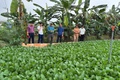 Tăng cường quản lý sản xuất nông nghiệp tại xã Minh Châu: Hướng tới vùng rau an toàn, bền vững.