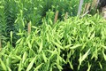 Người trồng hoa Tây Tựu vào mùa thu hoạch loa kèn