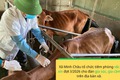 Thông báo: Lịch tiêm phòng Vắcxin Tai xanh cho đàn lợn nái, đực giống và Vắc xin Cúm gia cầm cho đàn gia cầm sinh sản, vắc xin dại cho đàn chó mèo đợt I/2026 trên địa bàn xã Minh Châu