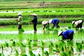 Hoài Đức tăng tốc sản xuất vụ mùa 2026 – Quyết tâm phủ kín diện tích trong khung thời vụ vàng