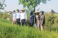 Ứng Hòa nghiệm thu diện tích cấy lúa bằng máy vụ Xuân năm 2026.