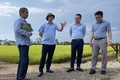 Phú Xuyên chủ động cho thu hoạch lúa Xuân, sẵn sàng cho sản xuất vụ Mùa 2026