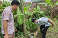 Hoài đức lập 198 đội xung kích và 67 tổ giám sát phòng, chống sốt xuất huyết với quyết tâm dập dịch từ gốc