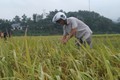 Đánh giá năng suất lúa vụ xuân năm 2026 tại xã Ba Vì đạt kết quả tích cực