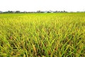 Hướng dẫn thu hoạch lúa Xuân năm 2026