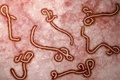 Tăng cường giám sát và phòng, chống bệnh do Ebola vi rút