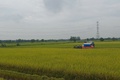Nhân dân xã Hòa Phú xuống đồng thu hoạch lúa Xuân 2026
