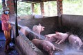 Các biện pháp phòng, chống nắng nóng cho đàn gia súc, gia cầm