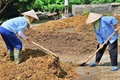 Hướng dẫn thu gom, xử lý và tái sử dụng rơm rạ sau thu hoạch