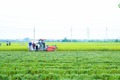 XÃ QUỐC OAI CHỦ ĐỘNG ĐẨY NHANH THU HOẠCH LÚA XUÂN, CHUẨN BỊ SẢN XUẤT VỤ MÙA 2026