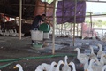 Từ vùng đất trũng đến mô hình kinh tế tổng hợp hiệu quả cao