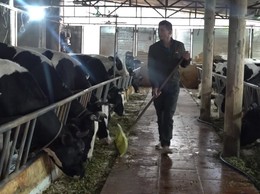 Thu gom chất thải chăn nuôi – Bước nhỏ cho Minh Châu xanh