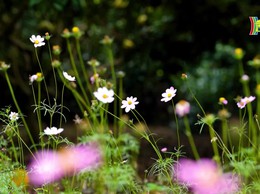 XÃ ĐẢO MINH CHÂU - ĐIỂM HẸN XANH GIỮA LÒNG THỦ ĐÔ