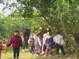 ĐẢO XANH GIỮA SÔNG HỒNG