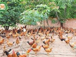 MÔ HÌNH CÓ HIỆU QUẢ TỪ VỐN VAY NHCSXH TẠI XÃ PHÚ CÁT