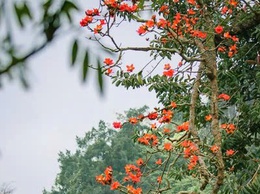Chùa Thầy - Ngôi chùa linh thiêng và cổ kính của Hà Nội