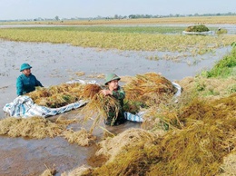 Phú Xuyên huy động tất cả các lực lượng tại địa phương tham gia giúp dân gặt lúa sau bão số 3