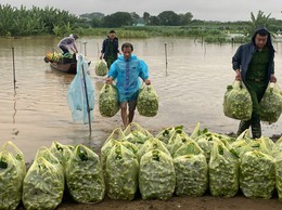 Lực lượng Công an, Quân sự xã Minh Châu kịp thời hỗ trợ Nhân dân thu hoạch hoa màu, giảm thiểu thiệt hại do mưa lũ