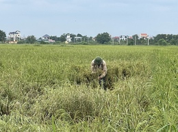 Tập trung khắc phục hậu quả cơn bão số 10 trên diện tích lúa mùa.