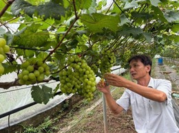 Mô hình trồng nho mang lại hiệu quả kinh tế cao tại xã Liên Minh
