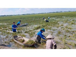 Đoàn xã Thượng Phúc chung tay thu hoạch lúa mùa giúp bà con nhân dân khắc phục hậu quả bão số 10