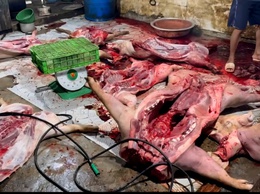 Công an xã Phú Nghĩa phối hợp liên ngành kiểm tra, phát hiện cơ sở giết mổ lợn trái phép