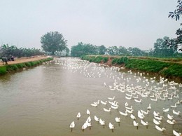 Vịt cỏ Vân Đình - Câu chuyện từ đồng nước đến bàn ăn