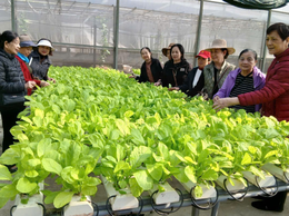 TỔ CHỨC THĂM QUAN MÔ HÌNH SẢN XUẤT NÔNG NGHIỆP CÔNG NGHỆ CAO, THÚC ĐẨY TIÊU DÙNG AN TOÀN