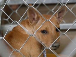 Phường Phương Liệt: Chủ động phòng, chống bệnh Dại, bắt và xử lý chó thả rông trên địa bàn