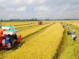 Các trường hợp được miễn thuế sử dụng đất nông nghiệp đến hết ngày 31-12-2030