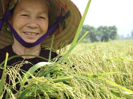 Dẻo thơm nếp cái hoa vàng Thụy Lôi – Niềm tự hào của quê hương Thư Lâm