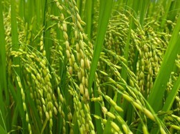 UBND xã Đoài Phương thông báo về việc đăng ký hỗ trợ giống lúa, ngô sản xuất vụ Xuân năm 2026