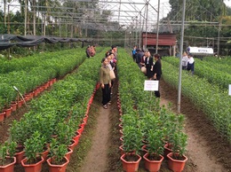 HIỆU QUẢ TỪ MÔ HÌNH TRỒNG HOA LY ỨNG DỤNG CÔNG NGHỆ CAO TẠI XÃ MỸ ĐỨC