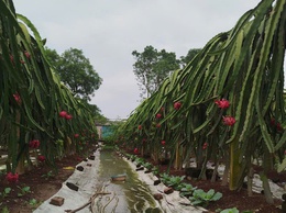 CHỊ NGUYỄN THỊ THẢO – TẤM GƯƠNG CHUYỂN ĐỔI SẢN XUẤT HIỆU QUẢ TỪ MÔ HÌNH TRỒNG THANH LONG ĐỎ Ở THÔN LỖ KHÊ