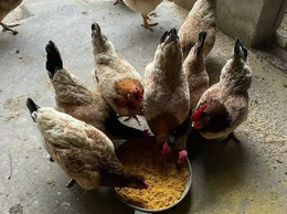 TĂNG CƯỜNG PHÒNG, CHỐNG DỊCH BỆNH GIA SÚC, GIA CẦM, CHỦ ĐỘNG BẢO VỆ ĐÀN VẬT NUÔI, ĐẢM BẢO AN TOÀN THỰC PHẨM DỊP TẾT NGUYÊN ĐÁN BÍNH NGỌ 2026