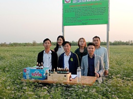 Thành công từ mô hình trồng húng quế, mùi già để chiết xuất tinh dầu ở Phú Xuyên