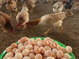 Hiệu quả tích cực từ nguồn vốn vay của ngân hàng chính sách xã hội huyện Quốc Oai.