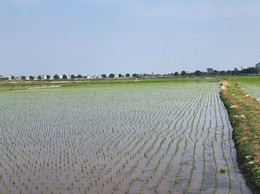 SẢN XUẤT VỤ XUÂN 2025