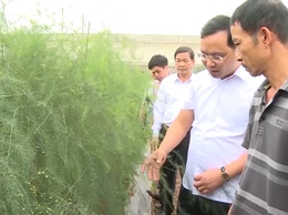 Ứng Hoà: Đa dạng mô hình nông nghiệp công nghệ cao