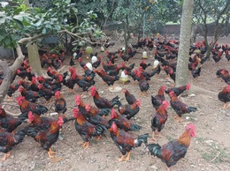 Hiệu quả từ nguồn vốn vay Ngân hàng chính sách xã hội do Đoàn Thanh niên quản lý