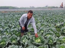 Nông dân Phú Xuyên làm giàu từ Nông nghiệp