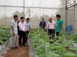 Ông Nguyễn Hữu Hồng: Làm giàu nhờ trồng dưa lưới công nghệ cao trong nhà màng kính.