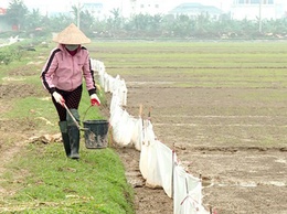 Hiệu quả từ công tác diệt chuột, bảo vệ vụ xuân trên địa bàn huyện Hoài Đức