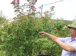 Người nông dân tiêu biểu làm giàu từ trồng hoa