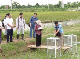 ỨNG HÒA THỰC HIỆN THÍ ĐIỂM MÔ HÌNH TRỒNG LÚA GIẢM PHÁT THẢI KHÍ NHÀ KÍNH GẮN VỚI TÍN CHỈ CÁC-BON.