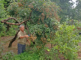 Gương thương binh, “tàn nhưng không phế”