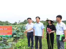 Xã Chuyên Mỹ - Hà Nội: Đa dạng hóa sản phẩm, nâng cao giá trị cho cây sen
