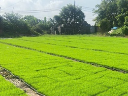 NÔNG DÂN XÃ THƯ LÂM TÍCH CỰC XUỐNG ĐỒNG GIEO CẤY VỤ MÙA
